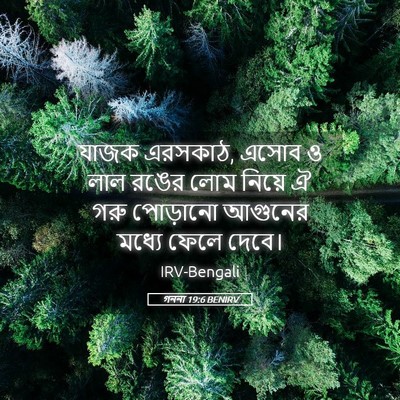 Picture 05 - গননা 19:6 BENIRV - যাজক এরসকাঠ, এসোব ও - Bible Verse Picture