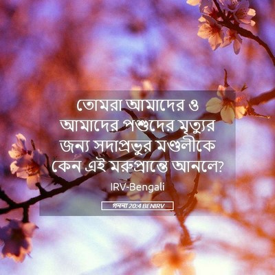 Picture 05 - গননা 20:4 BENIRV - তোমরা আমাদের ও - Bible Verse Picture