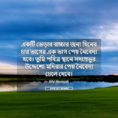 Picture 05 - গননা 28:7 BENIRV - একটি ভেড়ার - Bible Verse Picture
