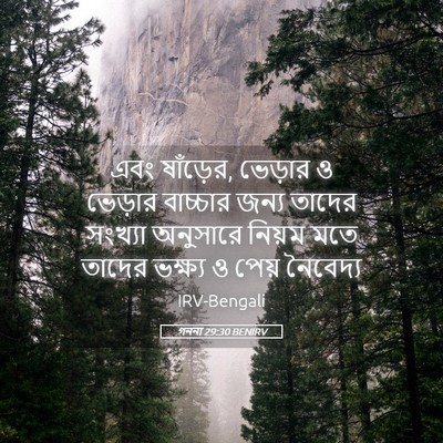 Picture 05 - গননা 29:30 BENIRV - এবং ষাঁড়ের, - Bible Verse Picture