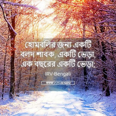Picture 05 - গননা 7:75 BENIRV - হোমবলির জন্য একটি - Bible Verse Picture
