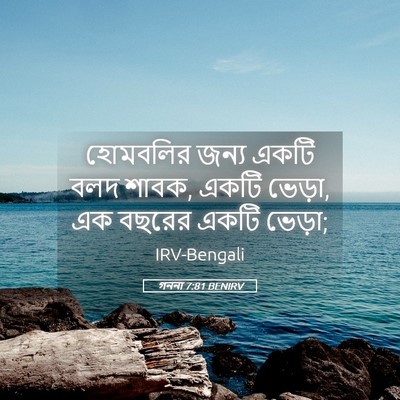 Picture 05 - গননা 7:81 BENIRV - হোমবলির জন্য একটি - Bible Verse Picture