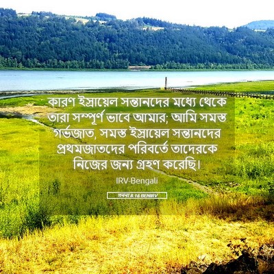 Picture 05 - গননা 8:16 BENIRV - কারণ ইস্রায়েল - Bible Verse Picture