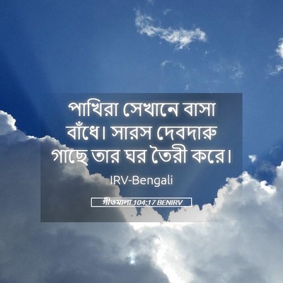 Picture 05 - গীতমালা 104:17 BENIRV - পাখিরা সেখানে - Bible Verse Picture