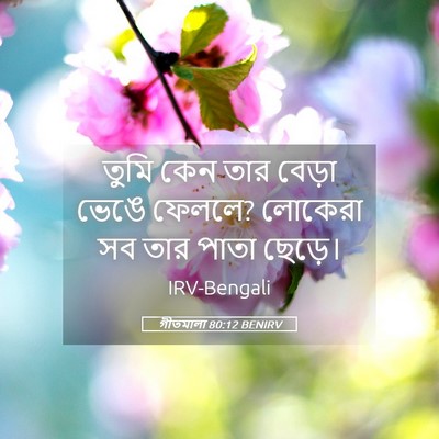 Picture 05 - গীতমালা 80:12 BENIRV - তুমি কেন তার বেড়া - Bible Verse Picture