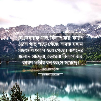 Picture 05 - জখৰিয়া 11:2 BENIRV - হে দেবদারু গাছ, - Bible Verse Picture