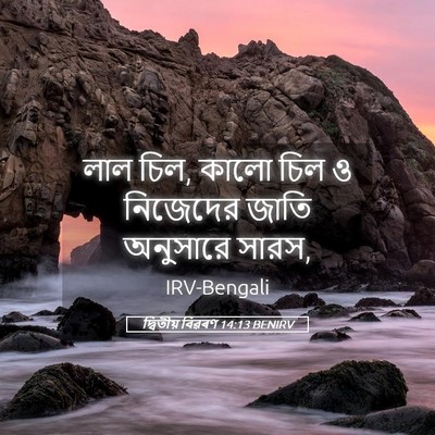 Picture 05 - দ্বিতীয় বিৱৰণ 14:13 BENIRV - লাল চিল, কালো চিল ও - Bible Verse Picture