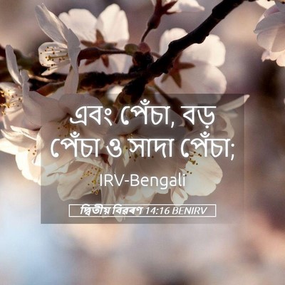 Picture 05 - দ্বিতীয় বিৱৰণ 14:16 BENIRV - এবং পেঁচা, বড় - Bible Verse Picture