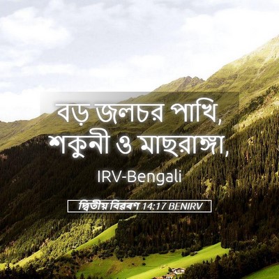 Picture 05 - দ্বিতীয় বিৱৰণ 14:17 BENIRV - বড় জলচর পাখি, - Bible Verse Picture