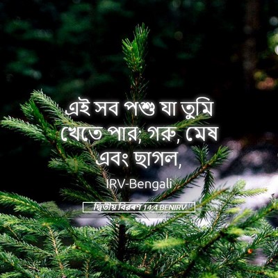 Picture 05 - দ্বিতীয় বিৱৰণ 14:4 BENIRV - এই সব পশু যা তুমি - Bible Verse Picture