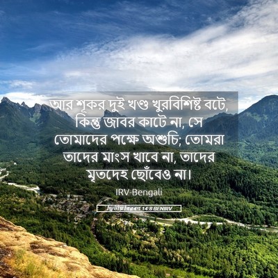 Picture 05 - দ্বিতীয় বিৱৰণ 14:8 BENIRV - আর শূকর দুই খণ্ড - Bible Verse Picture