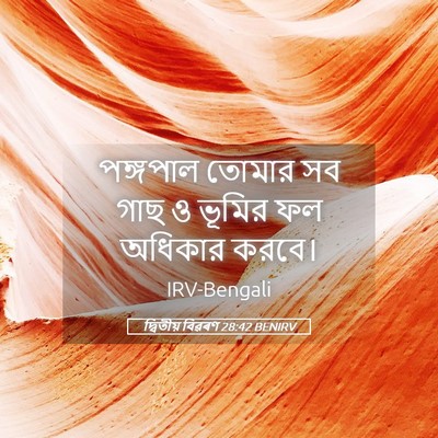Picture 05 - দ্বিতীয় বিৱৰণ 28:42 BENIRV - পঙ্গপাল তোমার সব - Bible Verse Picture
