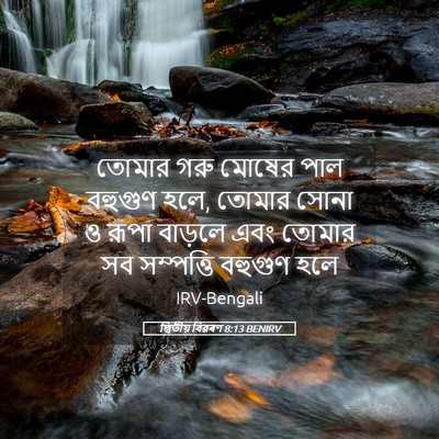 Picture 05 - দ্বিতীয় বিৱৰণ 8:13 BENIRV - তোমার গরু মোষের - Bible Verse Picture