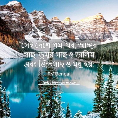 Picture 05 - দ্বিতীয় বিৱৰণ 8:8 BENIRV - সেই দেশে গম, যব, - Bible Verse Picture