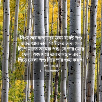 Picture 05 - নহূম 2:12 BENIRV - সিংহ তার - Bible Verse Picture