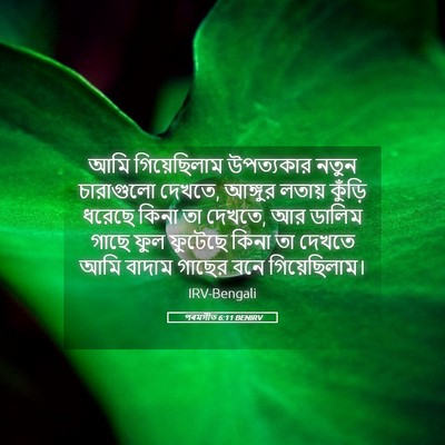 Picture 05 - পৰমগীত 6:11 BENIRV - আমি গিয়েছিলাম - Bible Verse Picture