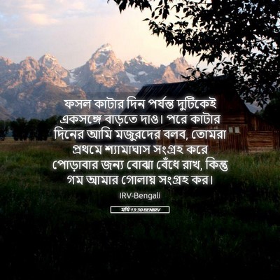 Picture 05 - মথি 13:30 BENIRV - ফসল কাটার দিন - Bible Verse Picture