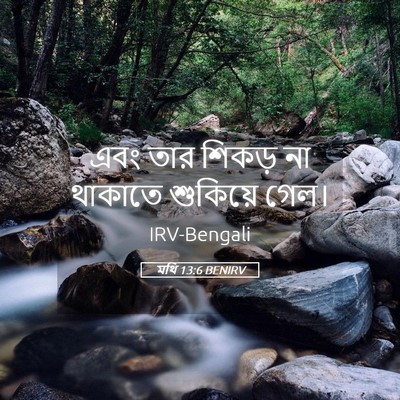 Picture 05 - মথি 13:6 BENIRV - এবং তার শিকড় না - Bible Verse Picture