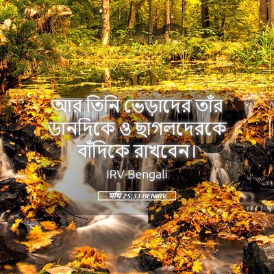 Picture 05 - মথি 25:33 BENIRV - আর তিনি ভেড়াদের - Bible Verse Picture