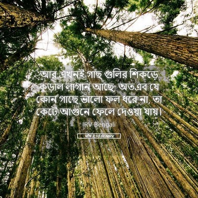 Picture 05 - মথি 3:10 BENIRV - আর এখনই গাছ গুলির - Bible Verse Picture