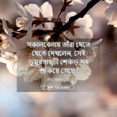 Picture 05 - মার্ক 11:20 BENIRV - সকালবেলায় তাঁরা - Bible Verse Picture