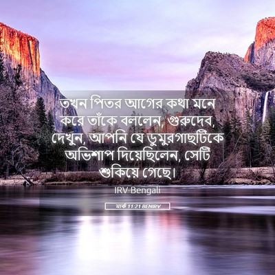 Picture 05 - মার্ক 11:21 BENIRV - তখন পিতর আগের কথা - Bible Verse Picture