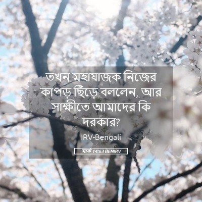 Picture 05 - মার্ক 14:63 BENIRV - তখন মহাযাজক নিজের - Bible Verse Picture