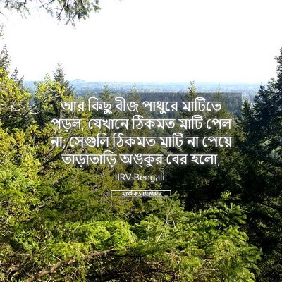 Picture 05 - মার্ক 4:5 BENIRV - আর কিছু বীজ পাথুরে - Bible Verse Picture