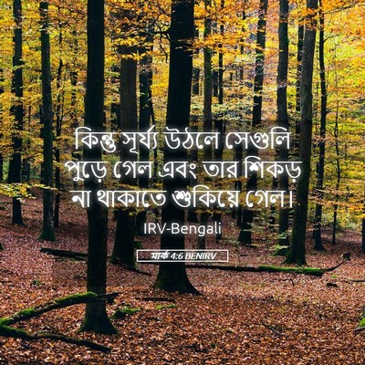 Picture 05 - মার্ক 4:6 BENIRV - কিন্তু সূর্য্য - Bible Verse Picture