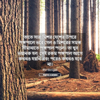 Picture 05 - যাত্ৰা 10:14 BENIRV - তাতে সারা মিশর - Bible Verse Picture