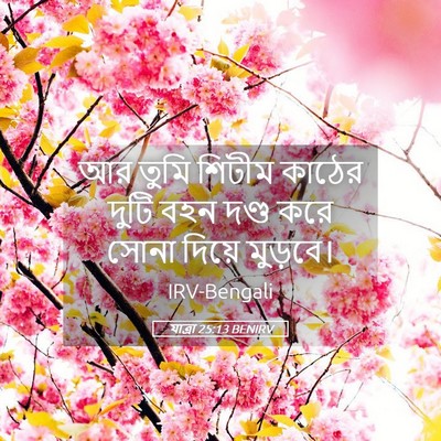 Picture 05 - যাত্ৰা 25:13 BENIRV - আর তুমি শিটীম - Bible Verse Picture