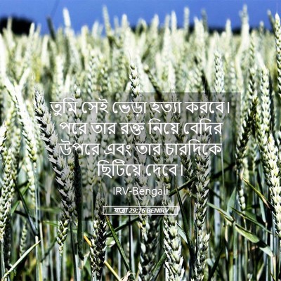 Picture 05 - যাত্ৰা 29:16 BENIRV - তুমি সেই ভেড়া - Bible Verse Picture