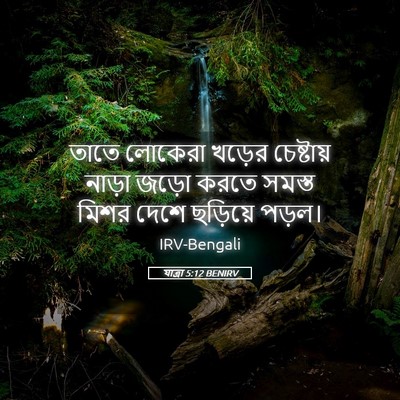 Picture 05 - যাত্ৰা 5:12 BENIRV - তাতে লোকেরা খড়ের - Bible Verse Picture