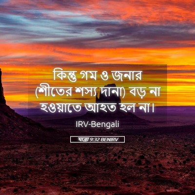 Picture 05 - যাত্ৰা 9:32 BENIRV - কিন্তু গম ও জনার - Bible Verse Picture