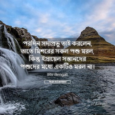 Picture 05 - যাত্ৰা 9:6 BENIRV - পরদিন সদাপ্রভু - Bible Verse Picture