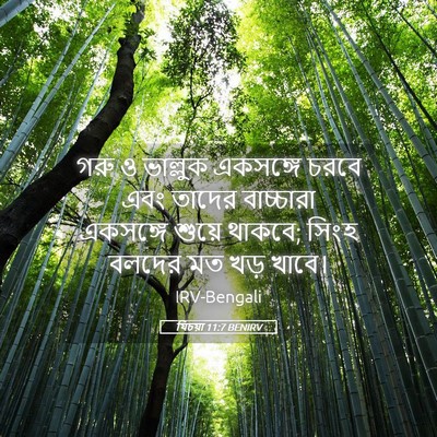 Picture 05 - যিচয়া 11:7 BENIRV - গরু ও ভাল্লুক - Bible Verse Picture