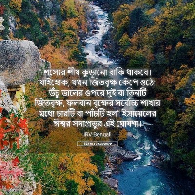 Picture 05 - যিচয়া 17:6 BENIRV - শস্যের শীষ - Bible Verse Picture