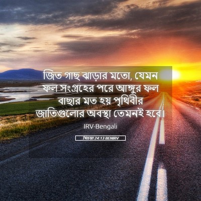 Picture 05 - যিচয়া 24:13 BENIRV - জিত গাছ ঝাড়ার মতো, - Bible Verse Picture