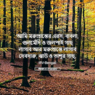 Picture 05 - যিচয়া 41:19 BENIRV - আমি মরুপ্রান্তের - Bible Verse Picture