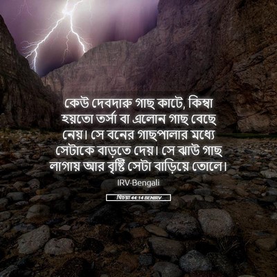 Picture 05 - যিচয়া 44:14 BENIRV - কেউ দেবদারু গাছ - Bible Verse Picture