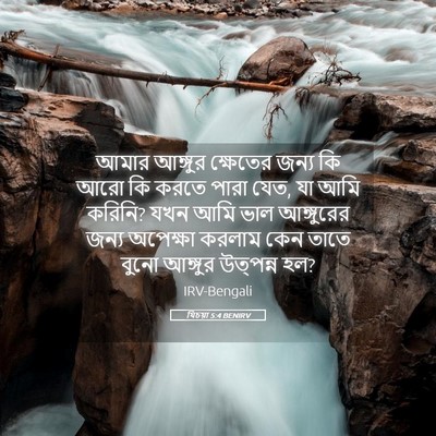 Picture 05 - যিচয়া 5:4 BENIRV - আমার আঙ্গুর - Bible Verse Picture