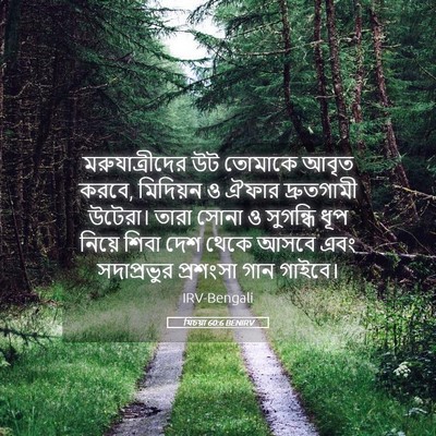 Picture 05 - যিচয়া 60:6 BENIRV - মরুযাত্রীদের উট - Bible Verse Picture