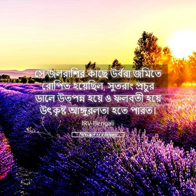 Picture 05 - যিহিষ্কেল 17:8 BENIRV - সে জলরাশির কাছে - Bible Verse Picture