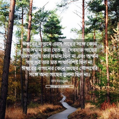 Picture 05 - যিহিষ্কেল 31:8 BENIRV - ঈশ্বরের বাগানে - Bible Verse Picture