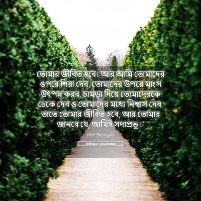 Picture 05 - যিহিষ্কেল 37:6 BENIRV - তোমার জীবিত হবে। - Bible Verse Picture