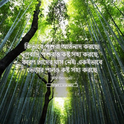 Picture 05 - যোৱেল 1:18 BENIRV - কিভাবে পশুরা - Bible Verse Picture
