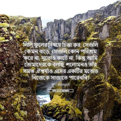Picture 05 - লূক 12:27 BENIRV - লিলি ফুলের বিষয়ে - Bible Verse Picture