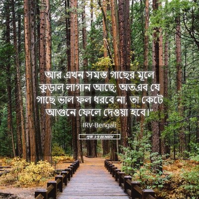Picture 05 - লূক 3:9 BENIRV - আর এখন সমস্ত গাছের - Bible Verse Picture