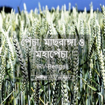 Picture 05 - লেবীয়া 11:17 BENIRV - পেঁচা, মাছরাঙ্গা ও - Bible Verse Picture