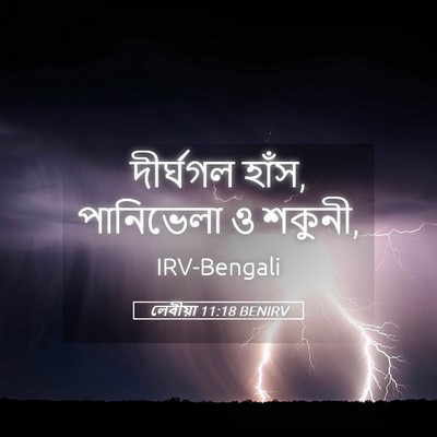 Picture 05 - লেবীয়া 11:18 BENIRV - দীর্ঘগল হাঁস, - Bible Verse Picture